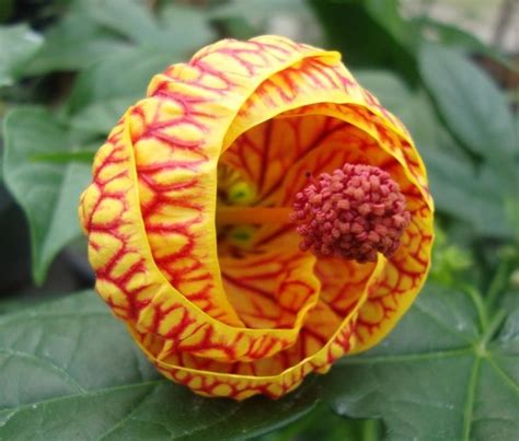 las 15 flores más exóticas del mundo bioguia
