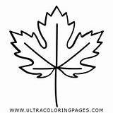 Arce Página Maple Ultracoloringpages sketch template
