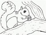 Coloring Squirrel Pages Squirrels Herfst Eekhoorn Kleurplaten Print sketch template