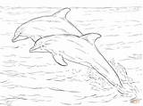 Dolphins Bottlenose Delfines Nariz Alantic Supercoloring Botella sketch template