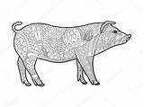 Piggy Coloriage Cochon Adultes Porcellino Colorare Vecteur Livre Adulti Zentangle Vectorielle Alexanderpokusay sketch template