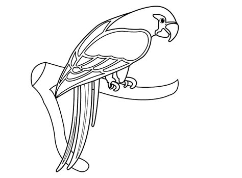 bird colour  google search coloring pages colorful birds