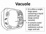 Vacuole Cells Cell Central Ppt Powerpoint Presentation sketch template