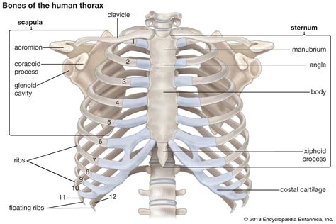 human skeleton  spinal cord britannica