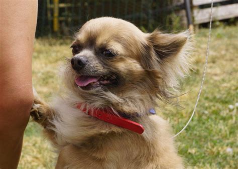 adoption chiens chats au refuge spa de nargis loiret