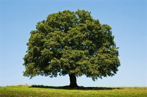 buy white oak tree  ing  big  white oak  prized