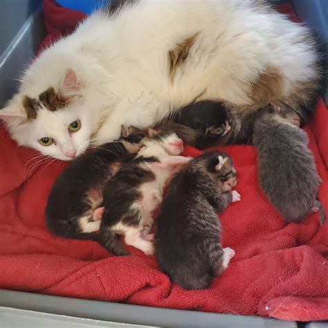 brown county humane society properly separating kittens  mom
