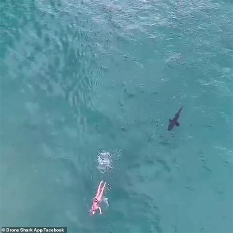 chilling moment a shark stalks an unsuspecting swimmer off