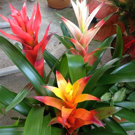 heyplantman exotic tropical plants  st pete fl happy  year