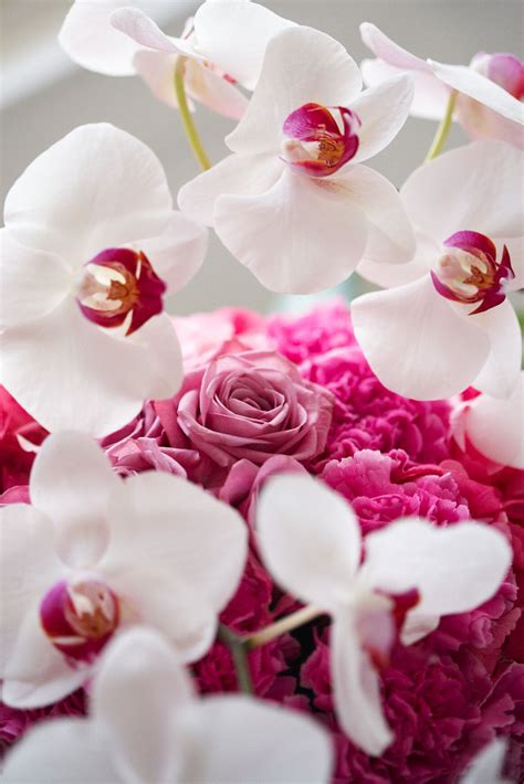 Phalaenopsis Orchid Information From Uk