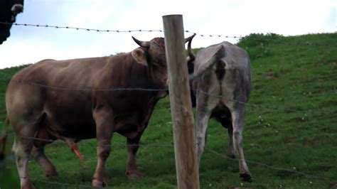 bull sex failed cow breeding outside ejaculation