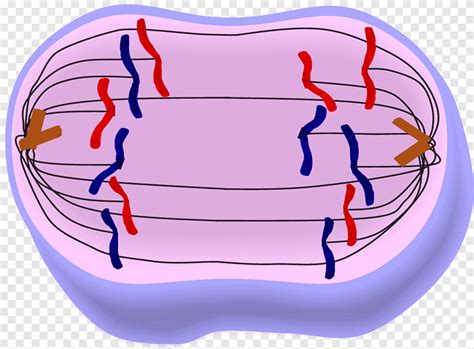 anaphase mitosis metaphase prophase telophase  deck angle cell png