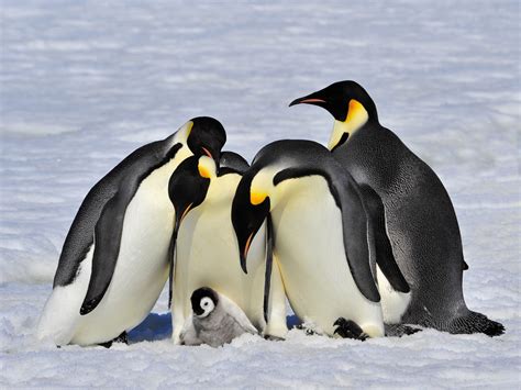 emperor penguins accidentally   video selfie