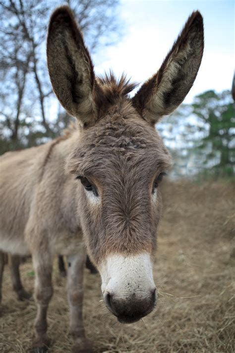 donkey ears google search   guess pinterest