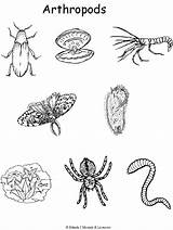 Arthropoda Arthropods Phylum Animal Examples Insects Invertebrate Coloring Clipart Insect Life Science Arthropod Colouring Pages System Zoology Skeletal Color Exoskeleton sketch template