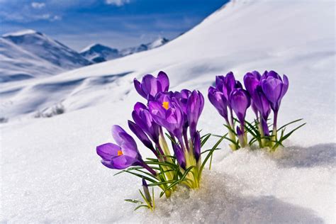 flowers  snow  remind  winter