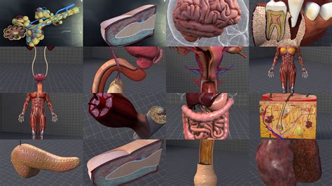 Complete Human Body Systems Collection 3d Cgtrader