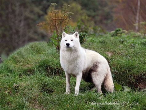 nature photography  dave roach arctic wolf canis lupus arctos