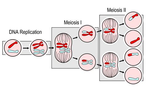 5 12 Sexual Reproduction Meiosis And Gametogenesis – Human Biology