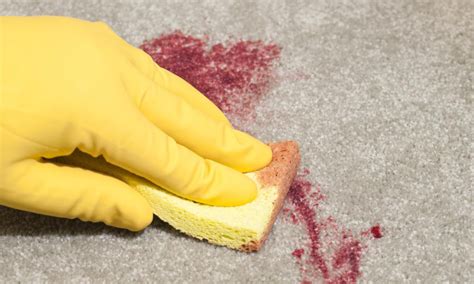 clean blood  carpet pro cleaners network