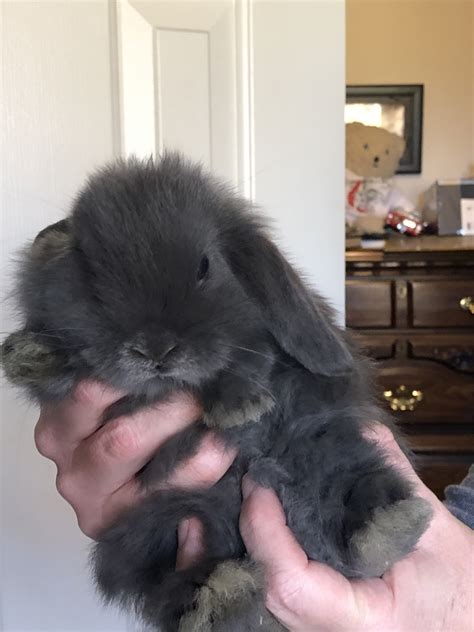 holland lop rabbits for sale frenchmans creek drive triangle nc 314599