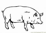 Coloring Hog Getcolorings Pig sketch template