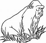 Gorilla Coloring Pages Grass Colouring Sheet Apes Orangutan Clipart Print Drawing Old Monkey Animals Clipartbest Super Part Coloringbay Ape Clip sketch template