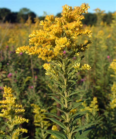 goldenrod goldenrod flower plants herbs