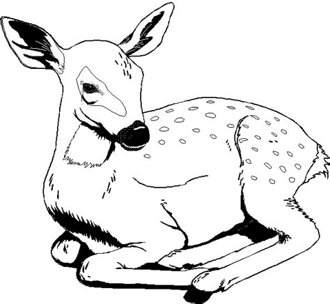 printable  wild animal coloring pages  coloring wild animals cut