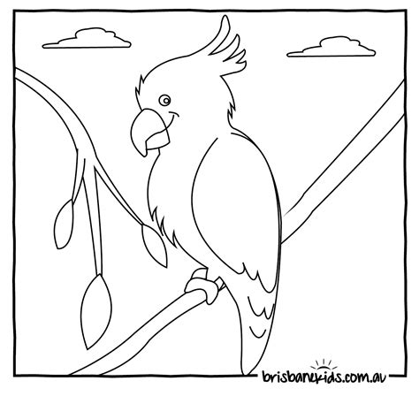 australian animals colouring pages coloring home