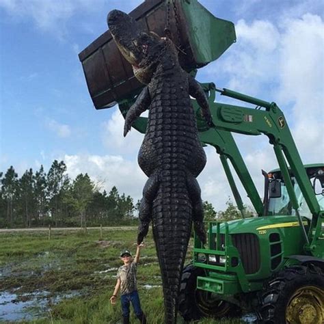 monster cattle eating alligator is shot in florida bbc news