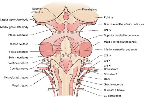 an overview of brainstem and cranial nerve anatomy neupsy key