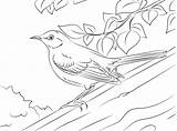 Mockingbird Sinsonte Cenzontle Trunk Northern Supercoloring Norte sketch template