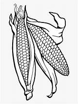 Corn Powhatan sketch template