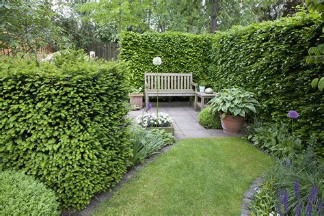 privacy hedges evergreens  privacy instanthedge blog