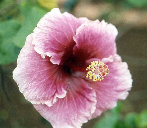 mathematical tourist hawaii hibiscus