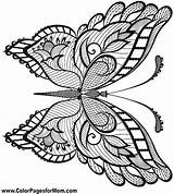 Butterfly Coloring Cycle Life Getcolorings sketch template