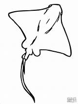 Stingray Manta Sting Ausmalbilder Whiptail Rays Stachelrochen Supercoloring Mantarrayas Pez Coloringbay Intended Piercing Mantarraya Minimal Imgkid Gaddynippercrayons Raie Graceful Moving sketch template