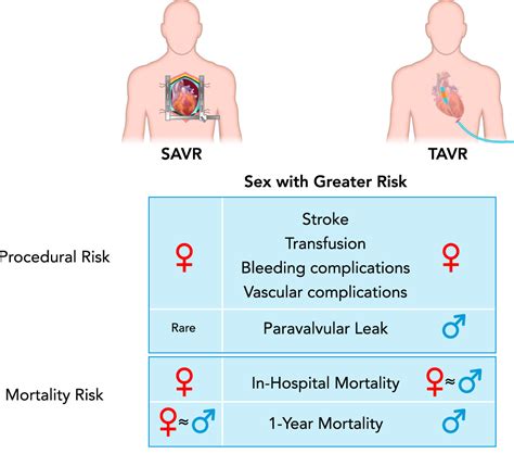 Pathophysiology Of Aortic Valve Stenosis Is It Both Fibrocalcific And