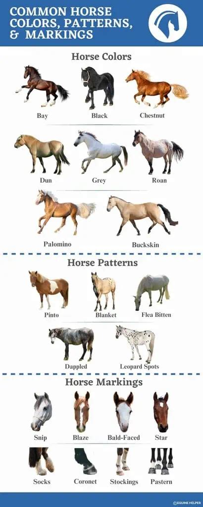 common horse colors markings patterns  pictures