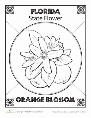 florida state flower page coloring pages
