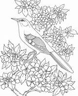 Coloring Arkansas Pages Bird Flower Mockingbird Choose Board State sketch template