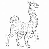 Llama Coloring Pages Cloak Cute Lama Proud Wonder sketch template