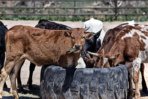images farm rural  herd farming pasture grazing livestock beef bovine fauna