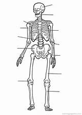 Coloring Anatomy Pages Human Skeleton Body System Skeletal Printable Book Worksheet Choose Board Kids sketch template