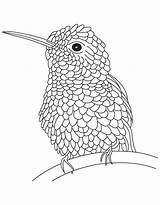 Coloring Hummingbird Bird Pages Hard Color Drawing Adults Textured Realistic Line Humming Hummingbirds Print Printable Getdrawings Drawings Popular Getcolorings sketch template