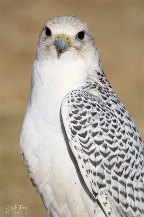 gyrfalcon beautiful birds birds  prey birds