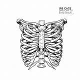 Rib Cage Ribcage Lungs Body Drawn Thorax sketch template