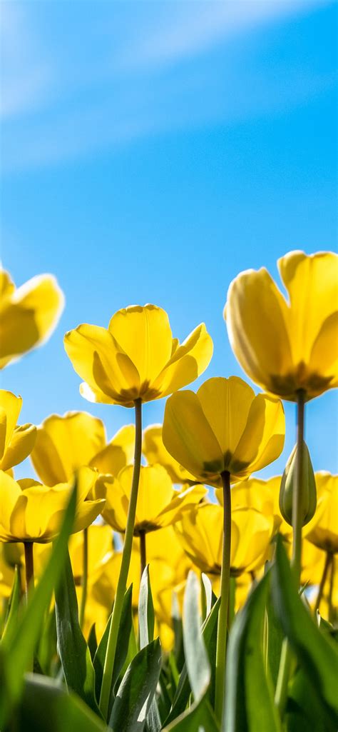 tulips  wallpaper yellow flowers blossom blue sky