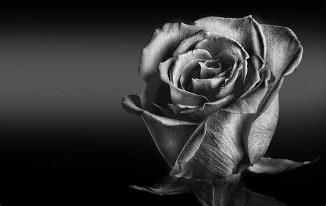 black and white rose photograph by naman imagery